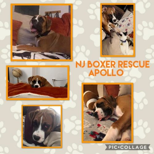. Apollo .
