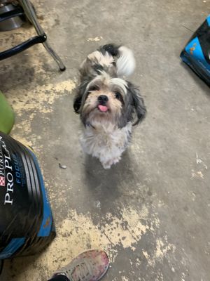 . Chulo .