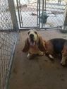 . BoBo and Daisey .