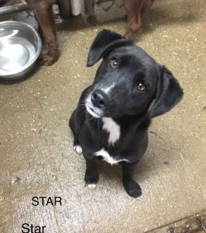 . Star .