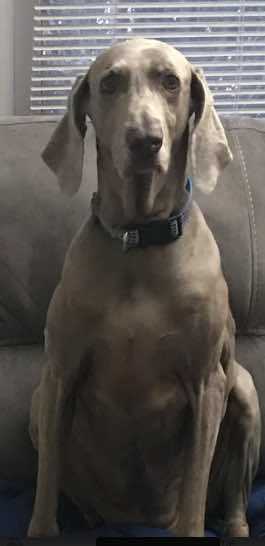 . Maci .