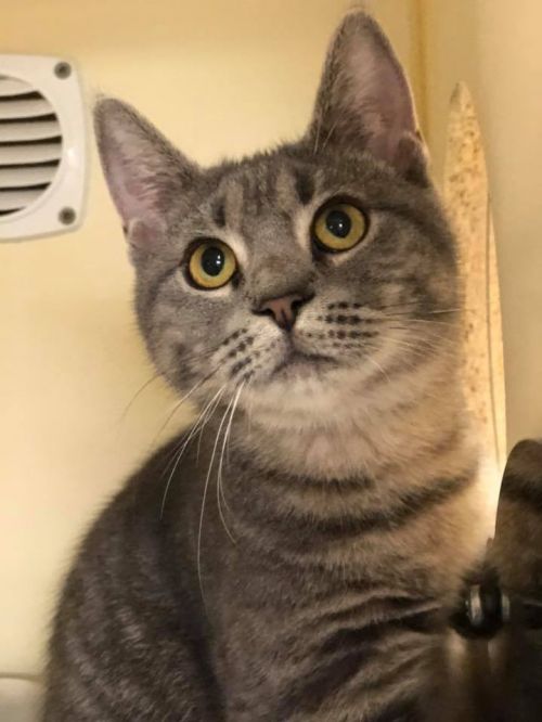 . Sally - update! adopted! .