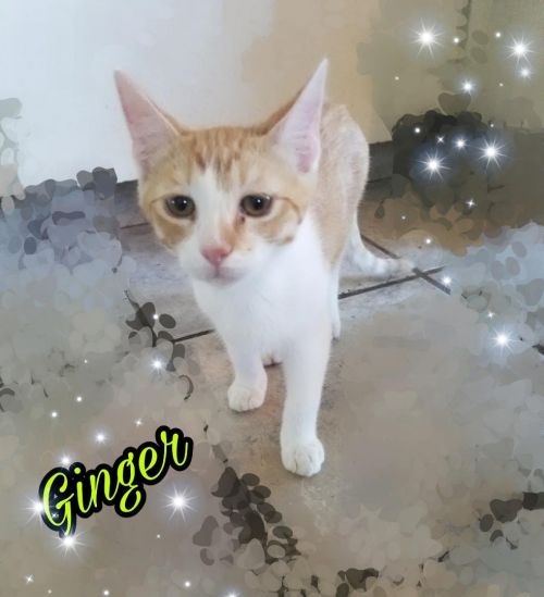 . Ginger .