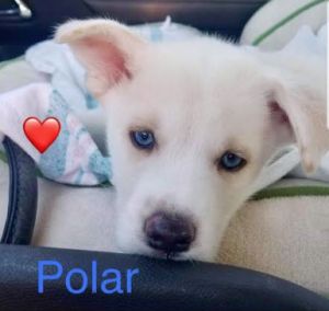 . POLAR .