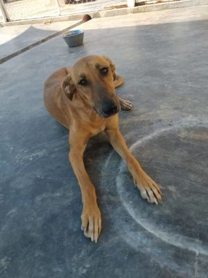 . Claire Qatar Saluki Canaan .