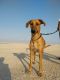 . Claire Qatar Saluki Canaan .