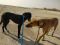 . Claire Qatar Saluki Canaan .