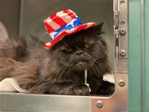 . Marcello NYC Purry Black Purrsian .