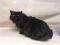 . Marcello NYC Purry Black Purrsian .