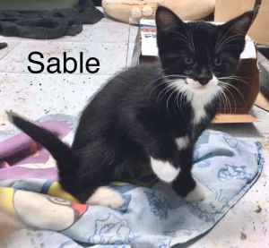 . Sable .