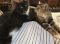 . Milton (and Matilda) .