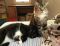 . Milton (and Matilda) .