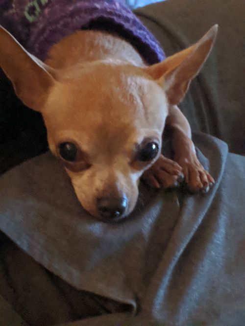 . Ziggy .