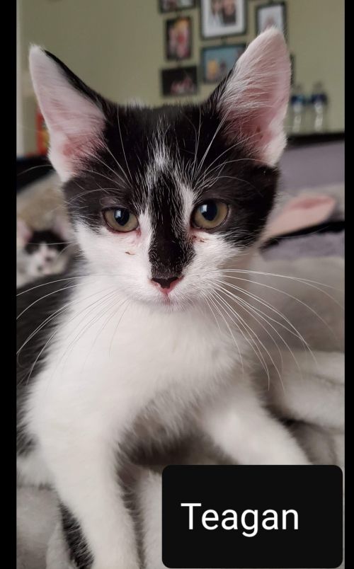 . Teagan .