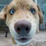 . Joe Ignacz ~ PUPPY .