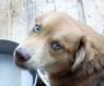 . Joe Ignacz ~ PUPPY .
