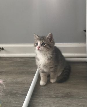 . Phoebe- HAS APPROVED ADOPTER .