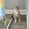 . Phoebe- HAS APPROVED ADOPTER .