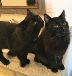 . Pepper and Oliver .