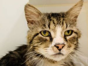 . Alfredo Deaf NYC Maine Coon .