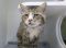 . Alfredo Deaf NYC Maine Coon .