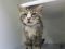 . Alfredo Deaf NYC Maine Coon .