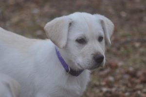 . Magda (puppy) .