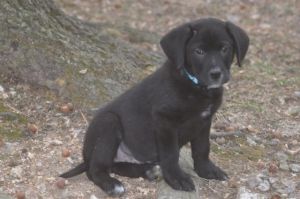 . Swifty (puppy) .
