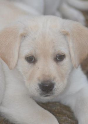 . Dakota (puppy) .