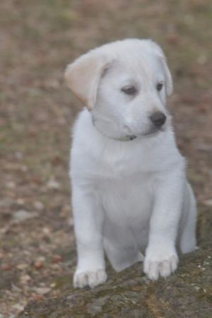 . Jade (puppy) .