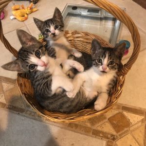 . Kittens .
