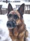 Courtesy Post - Chief German Shepherd Rescue of the Rockies - Courtesy Post - Chief