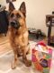 Courtesy Post - Chief German Shepherd Rescue of the Rockies - Courtesy Post - Chief