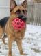 Courtesy Post - Chief German Shepherd Rescue of the Rockies - Courtesy Post - Chief