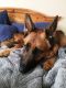 Courtesy Post - Chief German Shepherd Rescue of the Rockies - Courtesy Post - Chief