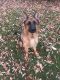 Courtesy Post - Chief German Shepherd Rescue of the Rockies - Courtesy Post - Chief