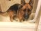 Courtesy Post - Chief German Shepherd Rescue of the Rockies - Courtesy Post - Chief