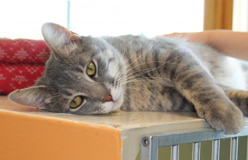 . Jasper .
