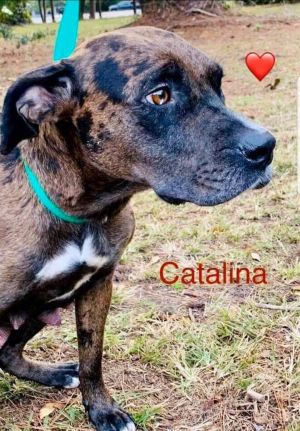. CATALINA .