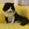 . Jabberwocky Kuwaiti Purrsian NYC .