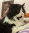 . Jabberwocky Kuwaiti Purrsian NYC .