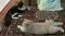 . Jabberwocky Kuwaiti Purrsian NYC .