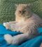 . Buns Creamy Kuwaiti Purrsian NYC .