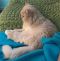 . Buns Creamy Kuwaiti Purrsian NYC .
