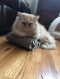. Buns Creamy Kuwaiti Purrsian NYC .