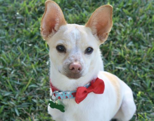 . Dylan - I love all dogs big and small! Watch my NEW Video! .