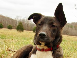 . RHONDA SHIPLEY (Discounted adoption fee of $150 - Dark dog special) .