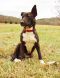 . RHONDA SHIPLEY (Discounted adoption fee of $150 - Dark dog special) .