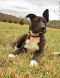 . RHONDA SHIPLEY (Discounted adoption fee of $150 - Dark dog special) .