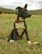. RHONDA SHIPLEY (Discounted adoption fee of $150 - Dark dog special) .